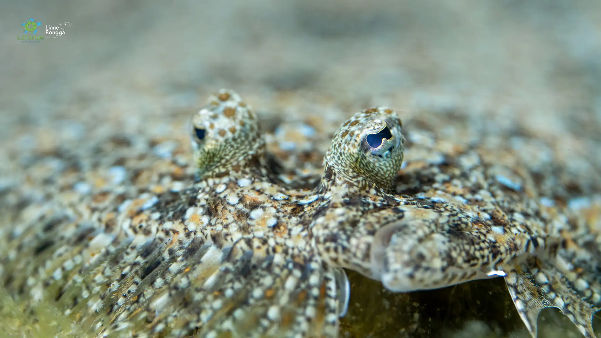 Flounder - La Tortue muck site - 14m